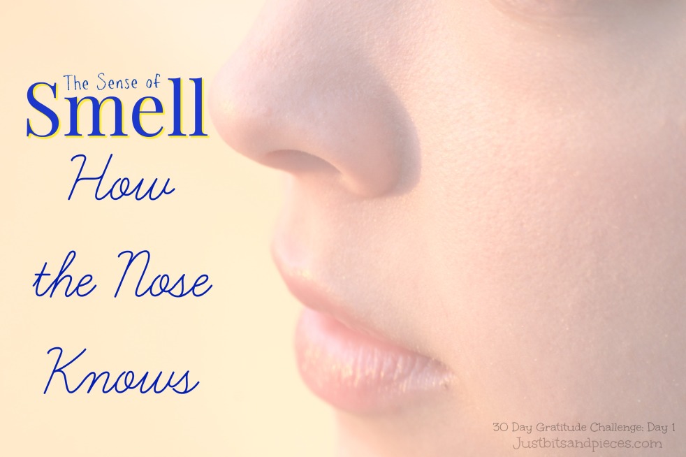 The Sense of Smell and How the Nose Knows